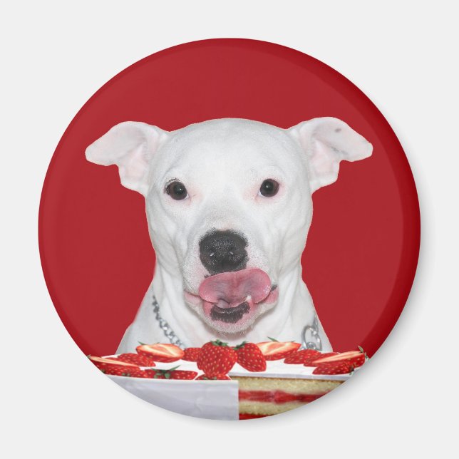 Hungry white pitbull magnet (Front)