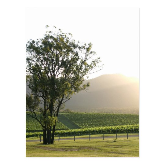 Hunter Valley, New South Wales Postcard