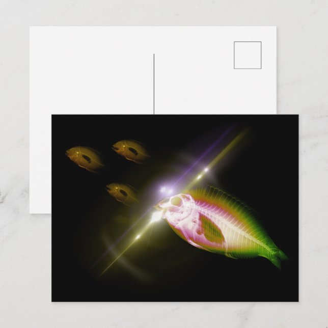 Hunting Dinner X-Ray Fish 4 Postcard (Front/Back)