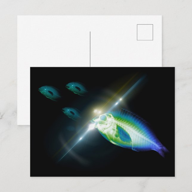 Hunting Dinner X-Ray Fish 5 Postcard (Front/Back)