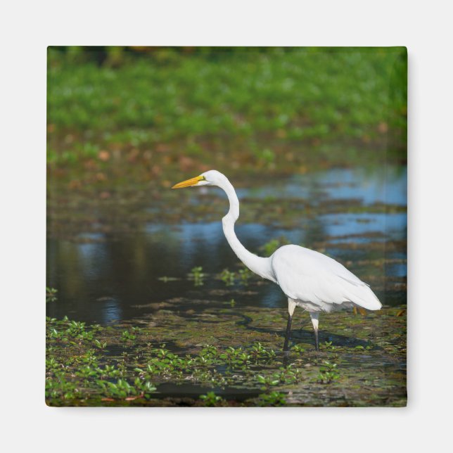 Hunting Egret Magnet (Front)