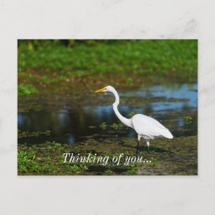 Hunting Egret Thinking Of You Postcard