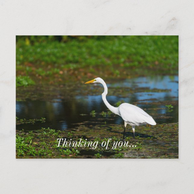 Hunting Egret Thinking Of You Postcard (Front)
