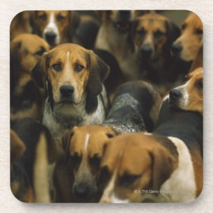 Hunting foxhounds, Galway Blazers, Ireland Coaster