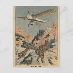 Hunting panthers from an airplane in Texas Postcard