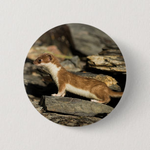 Hunting Weasel 2 Inch Round Button