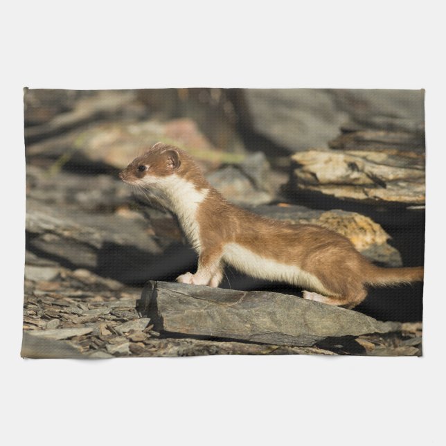 Hunting Weasel Kitchen Towel (Horizontal)