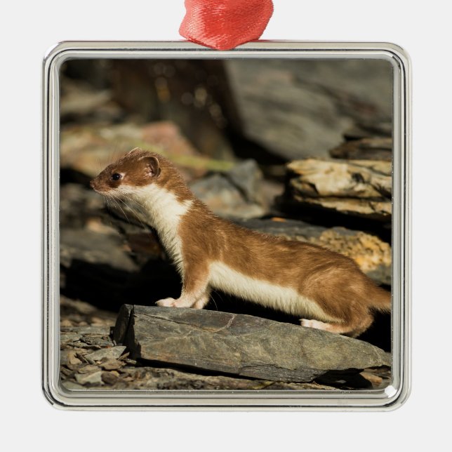 Hunting Weasel Metal Ornament (Front)