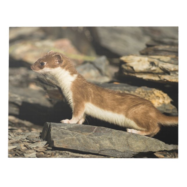 Hunting Weasel Notepad (Front)