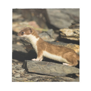 Hunting Weasel Notepad
