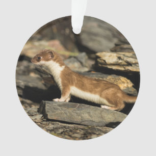 Hunting Weasel Ornament