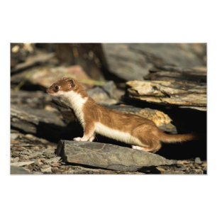Hunting Weasel Photo Print