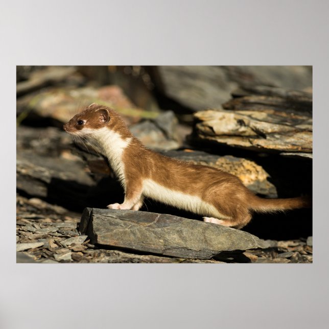 Hunting Weasel Poster (Front)