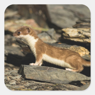 Hunting Weasel Square Sticker