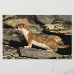 Hunting Weasel Stationery
