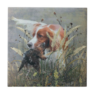 Hunting with Epagneul Breton Tile