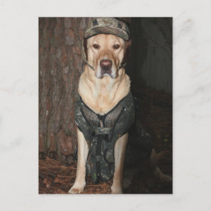 Hunting Yellow Lab Postcard