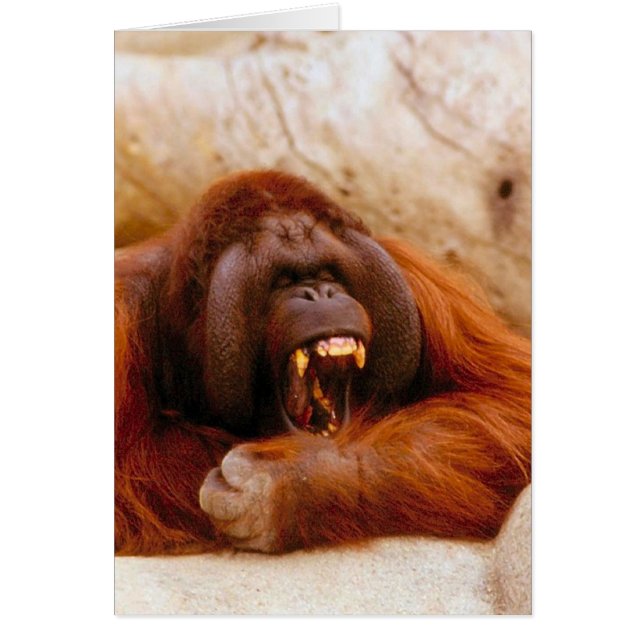 Hurlement de singe (Devant)