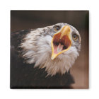 Hurler Aigle Magnet