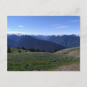 Hurricane Ridge - Olympic National Park postcard