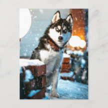 Huskey Pet Dog Photograph