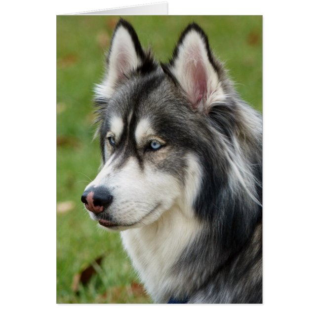 Husky (Devant)