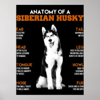 Husky | Anatomy Of Siberian Husky Dogs Poster