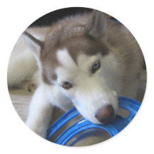 husky and the frisbee