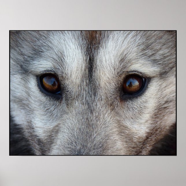 Husky Art Print Sled Dog Art Poster Wolf Pup Cadea (Devant)
