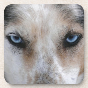 Husky blue eyes coaster