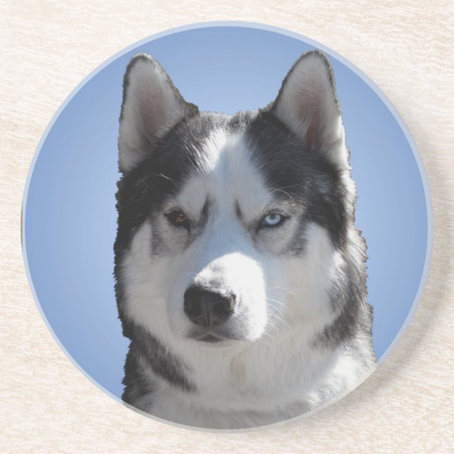 Husky Coaster Husky Malamute Sled Dog Coaster (Front)