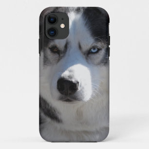 Husky coques iphone Husky Malamute  Coques