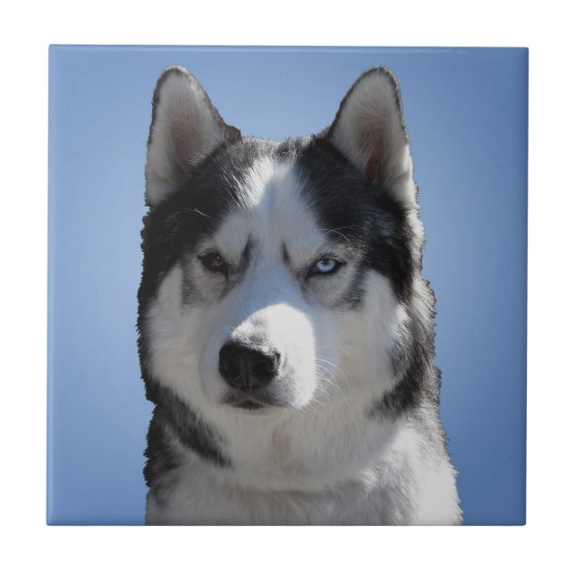 Husky Dog Art Ceramic Tile Malamute Wolf Eyes Gift (Front)