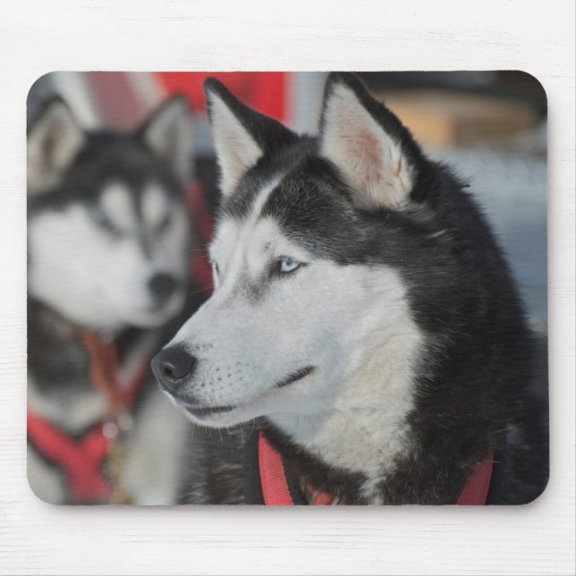 Husky dog before a race, Canada Mouse Pad (Front)
