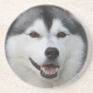 Husky Dog Coasters