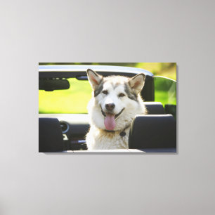 Husky dog from convertible canvas print