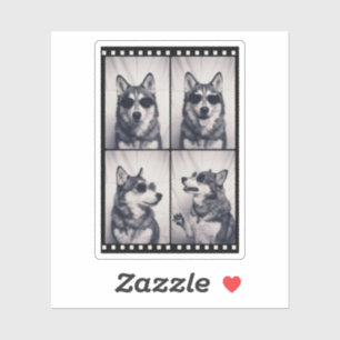 Husky Dog Portrait