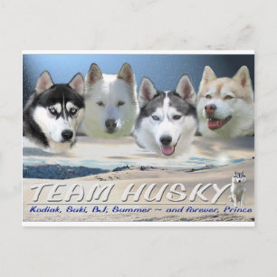 husky dog sleding postcard