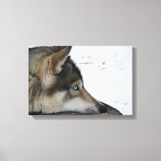 Husky dog with blue eyes canvas print (Front)