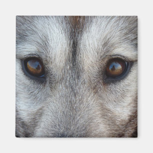 Husky Fridge Magnet Sled Dog Loup Magnet / Cadeau