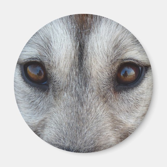 Husky Fridge MagnetSled Chien Loup Magnet / Cadeau (Devant)