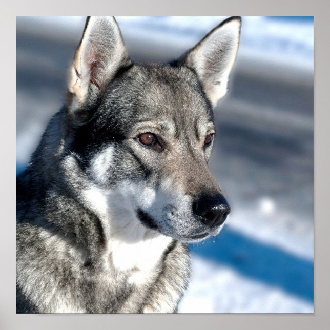 Husky in Snow Poster (Front)