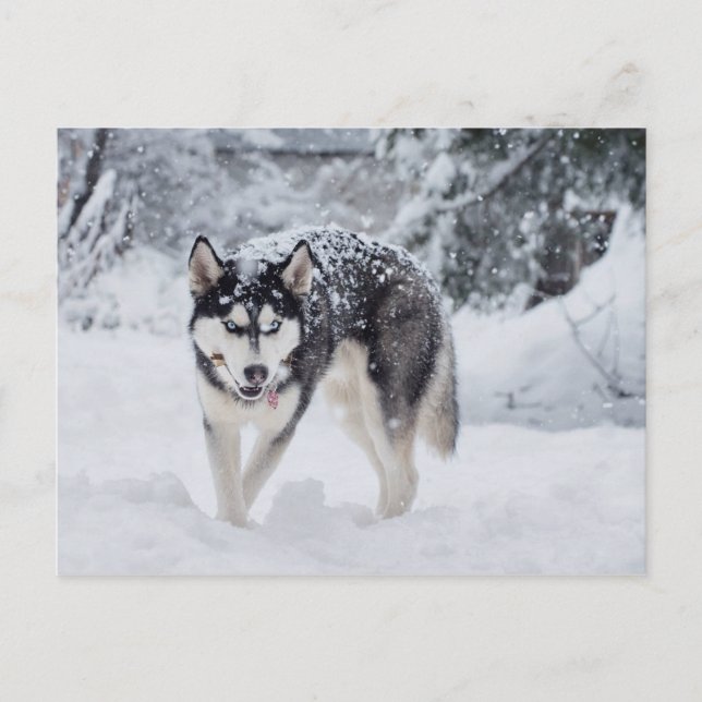 Husky in the snow postcard (Front)