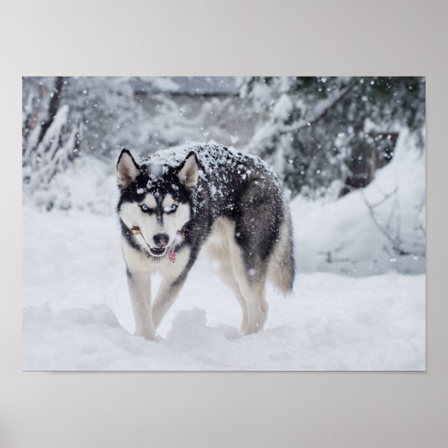 Husky in the snow poster (Front)