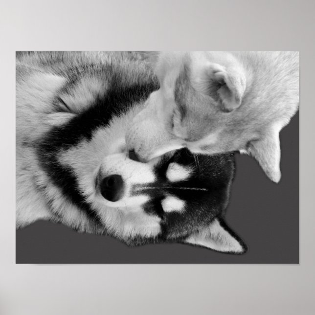 Husky Love Poster (Front)