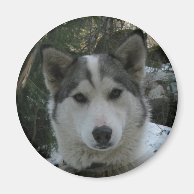 husky magnet (Front)