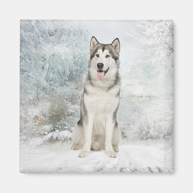 Husky Magnet (Devant)