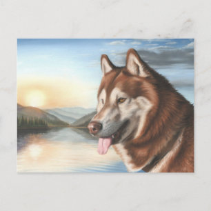 Husky Postcard