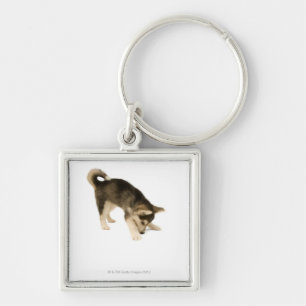 Husky Puppy 2 Keychain