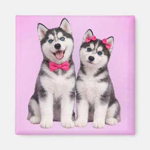 Husky Puppy Love Valentine Magnet